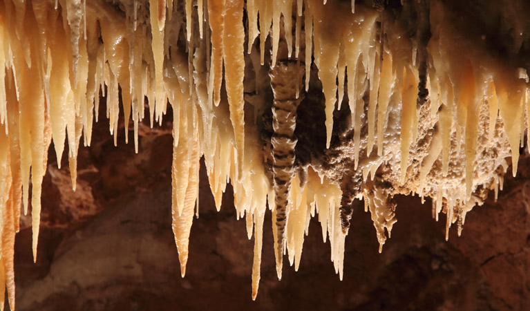 Wollondilly Cave, Wombeyan Karst Conservation Reserve. Photo: Stephen Babka