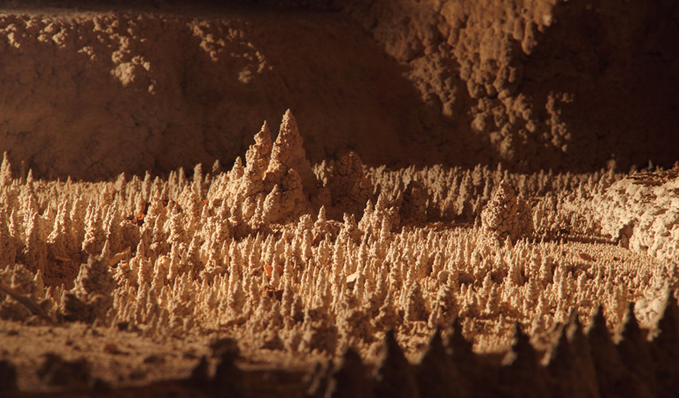 Wollondilly Cave, Wombeyan Karst Conservation Reserve. Photo: Stephen Babka
