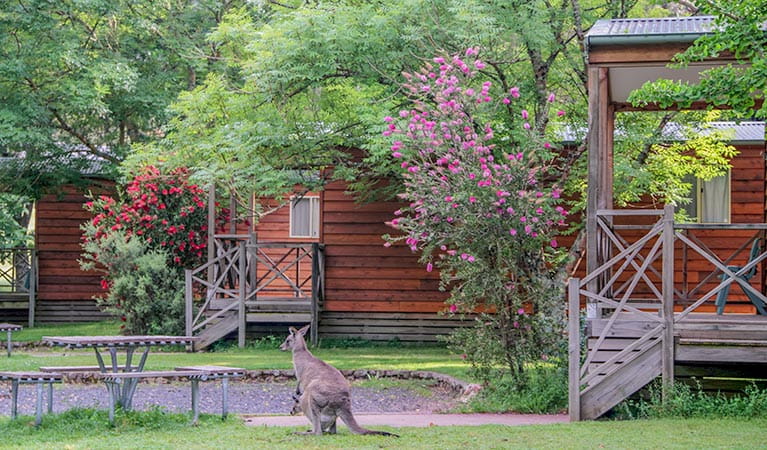 The exterior of Wombeyan Caves cabins, with a kangaroo in front of a cabin, Wombeyan Karst National Park. Photo: Kevin McGrath