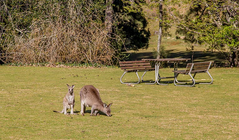 Wombeyan picnic area, Wombeyan Karst Conservation Reserve. Photo: Steve Babka