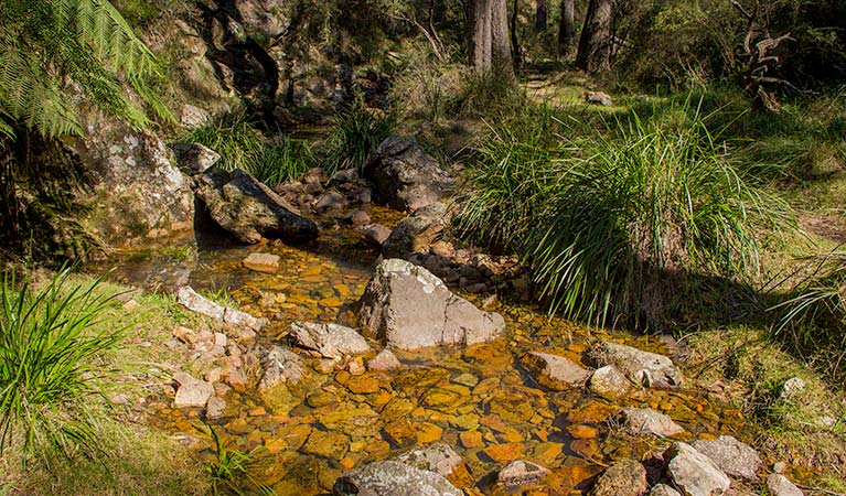 Wombeyan Waterfall walking track, Wombeyan Karst Conservation Reserve. Photo: Steve Babka