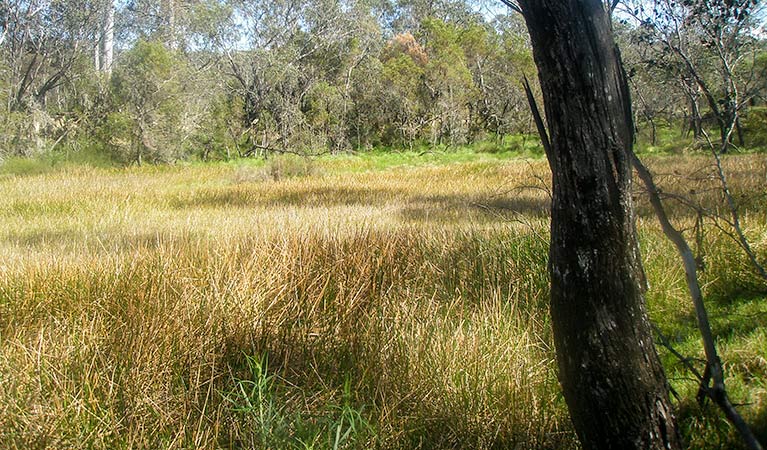 Woomargama National Park. Photo: David Pearce/NSW Government