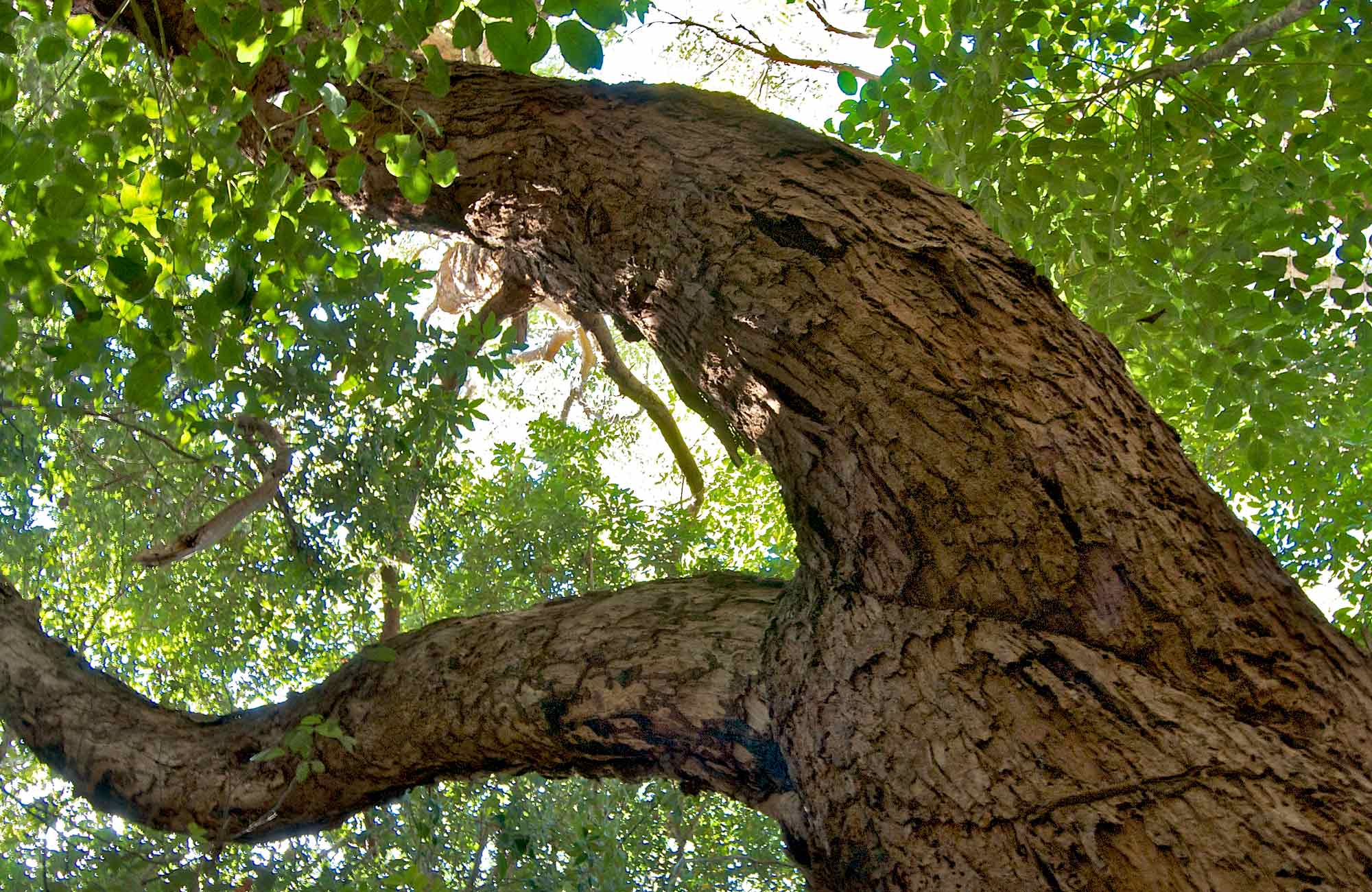 Tree in Wyrrabalong National Park. Photo: John Spencer