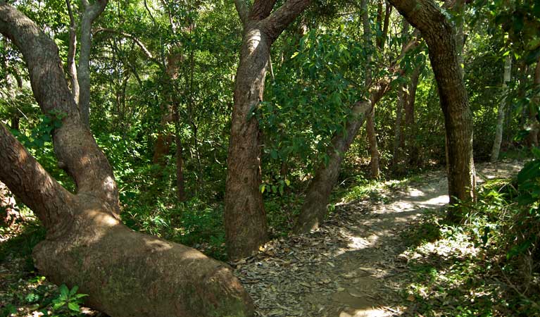 Coastal walking trail, Wyrrabalong National Park. Photo: John Spencer/OEH