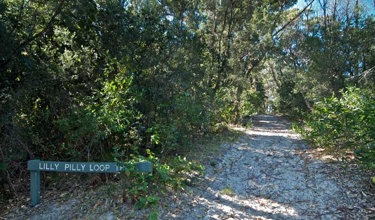 Lillypilly loop track, Wyrrabalong National Park. Photo: John Spencer &copy; OEH