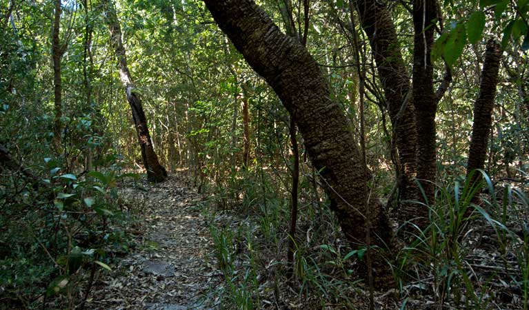 Lillypilly Loop track, Wyrrabalong National Park. Photo: John Spencer/OEH