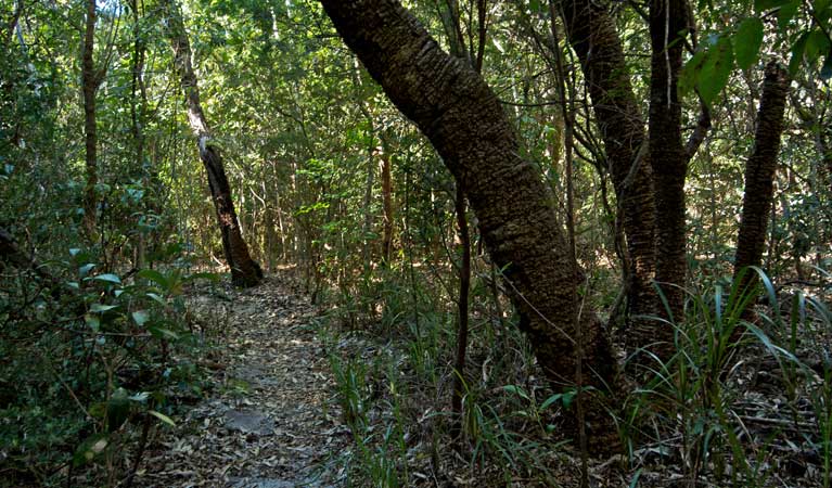 Lillypilly Loop track, Wyrrabalong National Park. Photo: John Spencer &copy; OEH