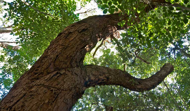 Tree in Wyrrabalong National Park. Photo: John Spencer &copy; OEH