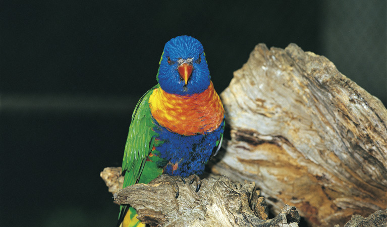 Rainbow lorikeet. Photo: John Spencer/OEH