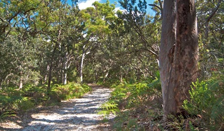 Red gum trail, Wyrrabalong National Park. Photo: John Spencer &copy; OEH