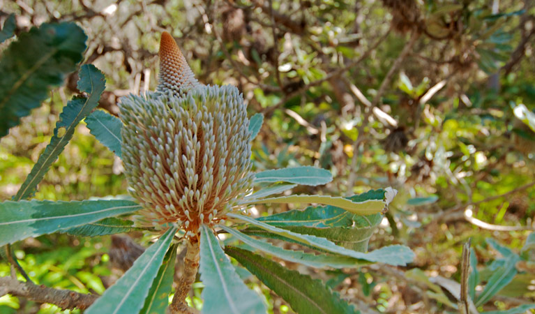 Native Australian flora in Wyrrabalong National Park. Photo: John Spencer &copy; OEH