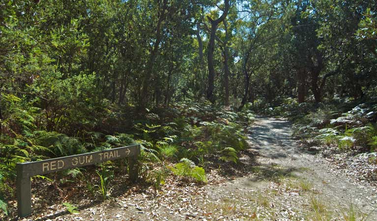 Red gum trail sign, Wyrrabalong National Park. Photo: John Spencer &copy; OEH