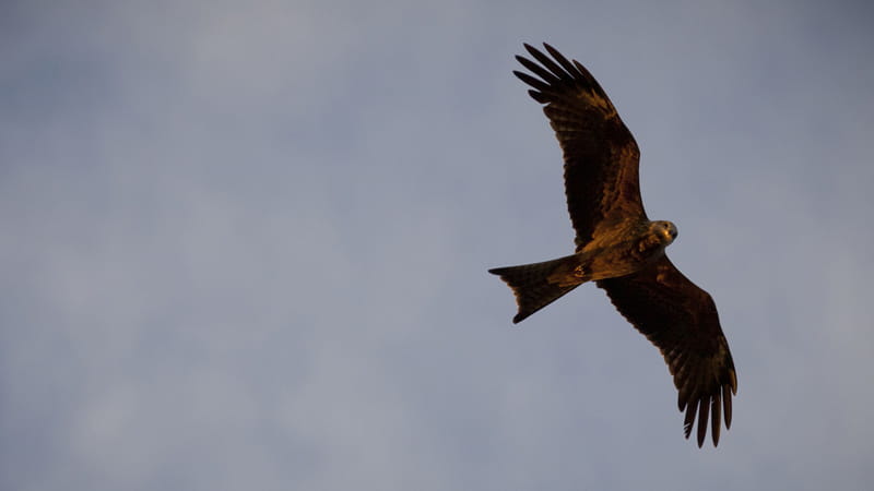Nankeen kestrel falcon flying. Photo: David Finnegan &copy; DPIE