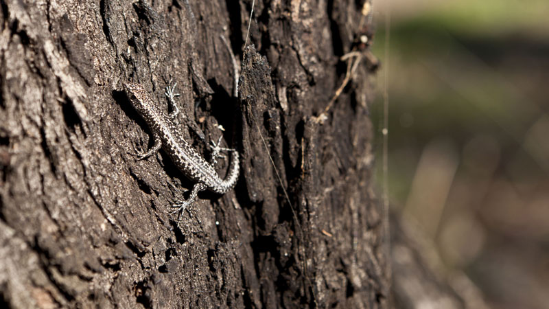 Skink on a tree. Photo: David Finnegan &copy; DPIE