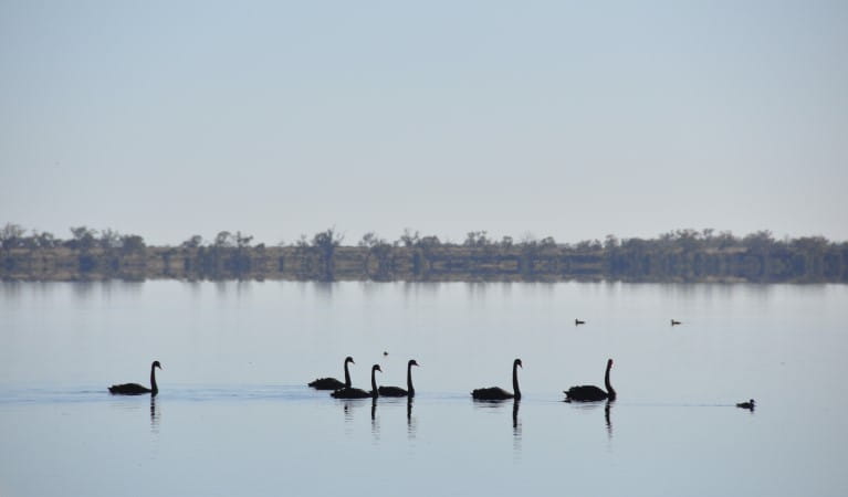 Swans on Yanga Lake in Yanga National Park. Photo: J Maguire &copy; OEH