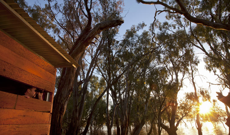 Yanga Lake Red Gum bird hide, Yanga National Park. Photo: David Finnegan