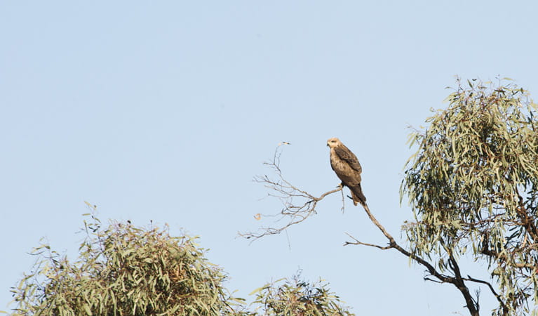 Yanga Lake Red Gum bird hide, Yanga National Park. Photo: David Finnegan