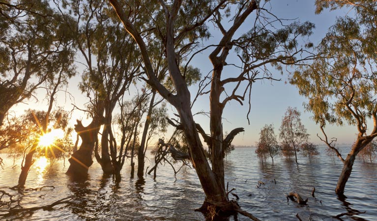 Yanga Lake Red Gum bird hide, Yanga National Park. Photo: David Finnegan