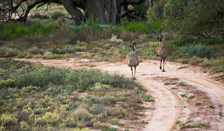 Yanga Lake walking track, Yanga National Park. Photo: David Finnegan