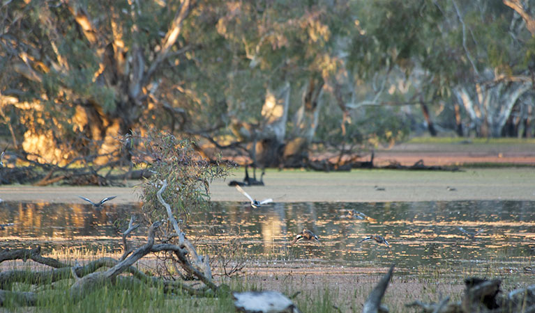 Yanga Lake wetlands for birds, Yanga National Park. Photo: David Finnegan/OEH