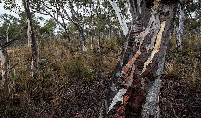 Apple Box Picnic Area, Yanununbeyan State Conservation. Photo: John Spencer/NSW Government