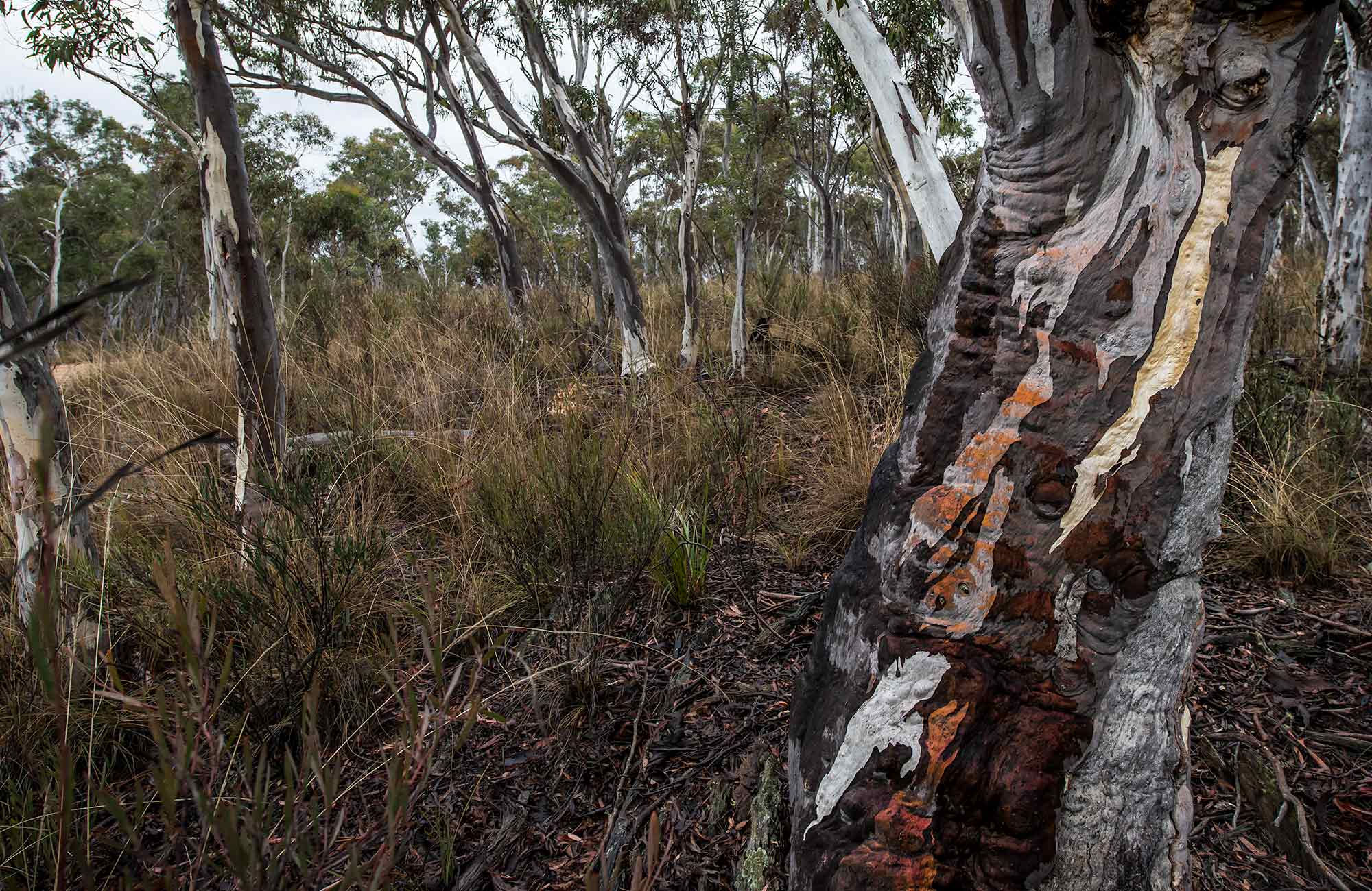 Apple Box Picnic Area, Yanununbeyan State Conservation. Photo: John Spencer/NSW Government