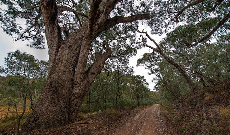 Yanununbeyan State Conservation Area. Photo: John Spencer/NSW Government