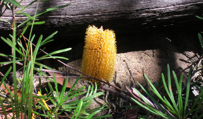 Banksia, Yarriabini National Park. Photo: G Wallace/NSW Government