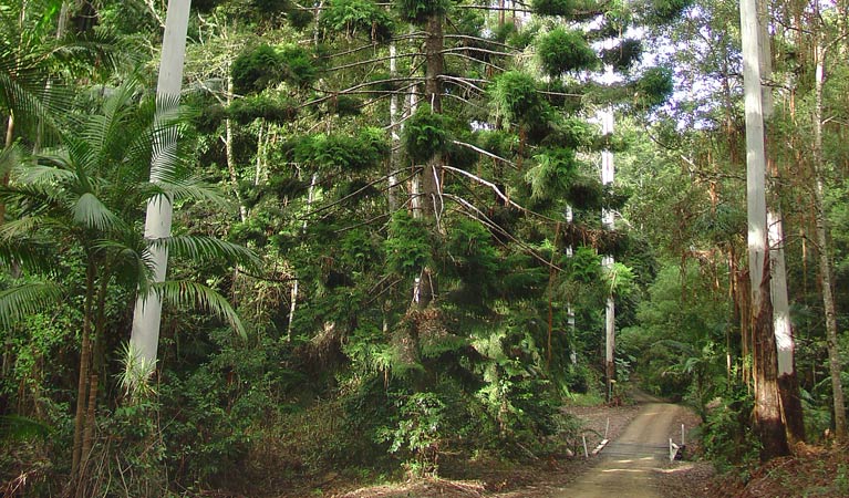 Way Way Creek Road, Yarriabini National Park. Photo: G Wallace/NSW Government