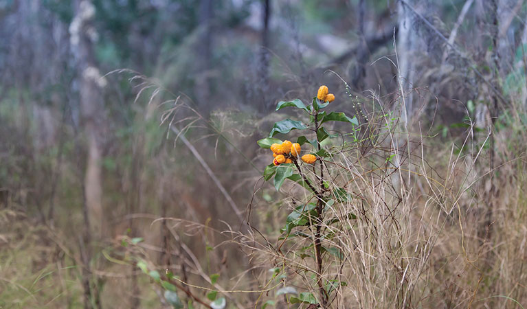 Yellow pittosporum, an edible native bitter fruit endemic to Australia growing in Yellomundee Regional Park. Photo: Rosie Nicolai