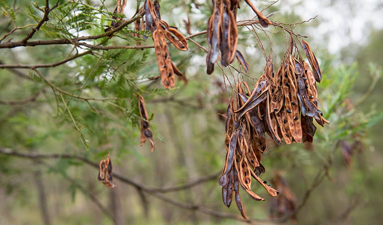 Seed pods at Blue Gums campground, Yengo National Park. Photo: John Spencer/DPIE