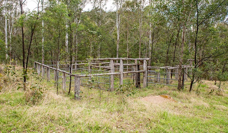 Historic yards at Blue Gums campground, Yengo National Park. Photo: John Spencer/DPIE