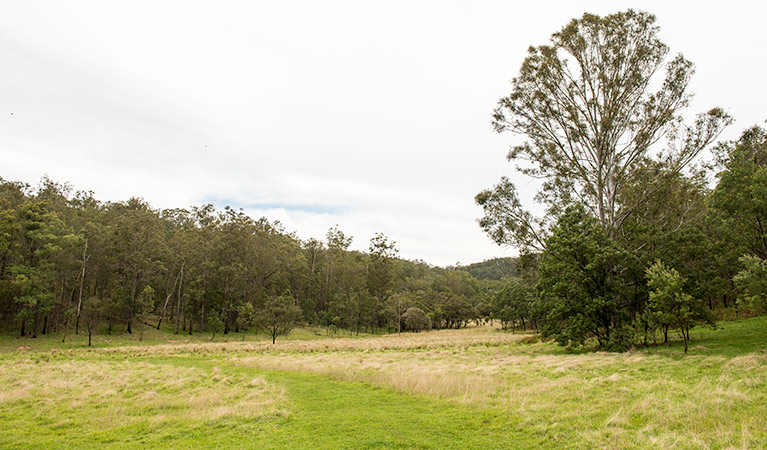 Blue Gums campground, Yengo National Park. Photo: John Spencer/DPIE