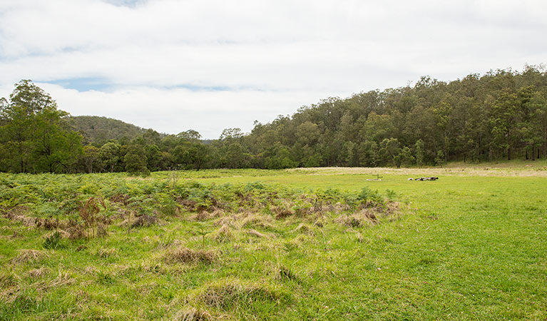 Blue Gums campground, Yengo National Park. Photo: John Spencer/DPIE