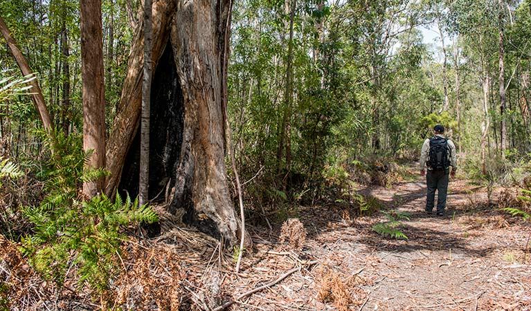 Circuit Flat walking track, Yengo National Park. Photo: John Spencer &copy; OEH