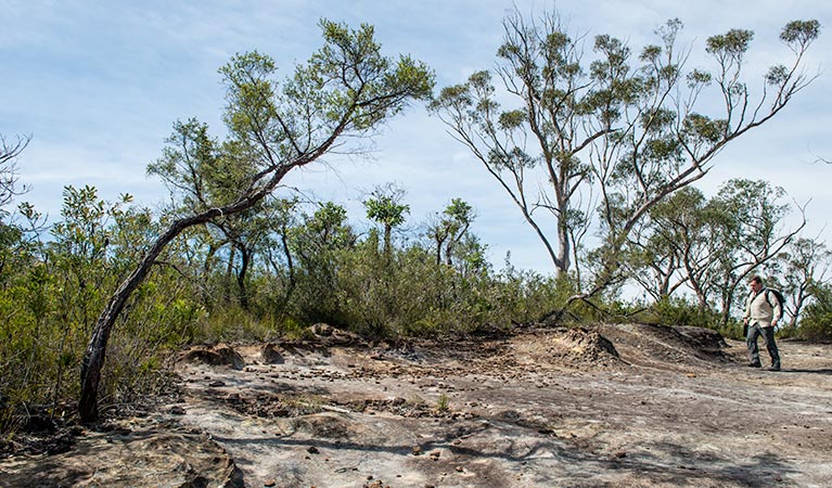 Circuit Flat walking track, Yengo National Park. Photo: John Spencer &copy; OEH