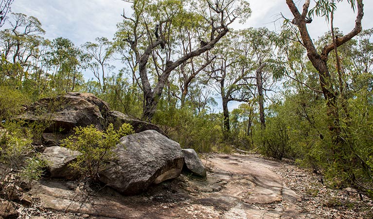 Circuit Flat walking track, Yengo National Park. Photo: John Spencer &copy; OEH