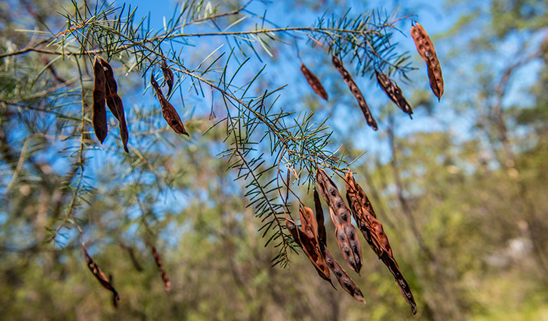 Finchley campground, Yengo National Park. Photo: John Spencer/NSW Government