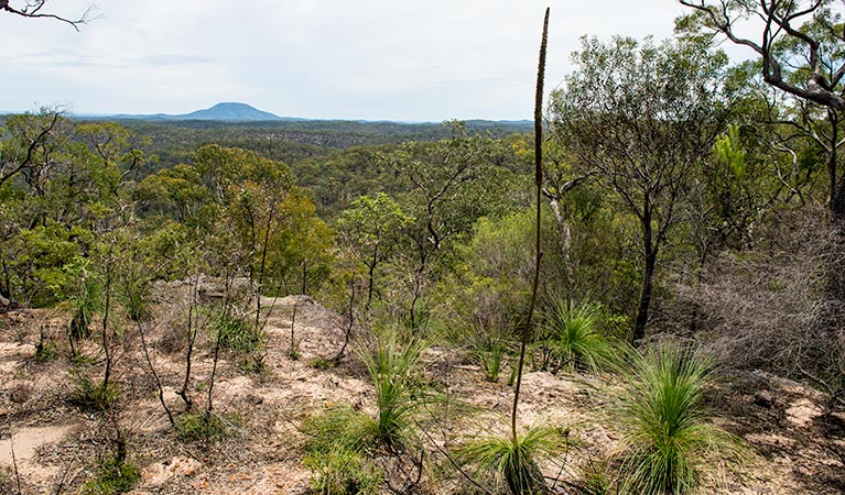 Howes trail, Yengo National Park. Photo: John Spencer