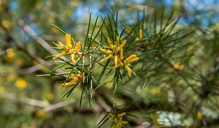 Wildflowers at Mogo campground, Yengo National Park. Photo: John Spencer &copy; DPIE