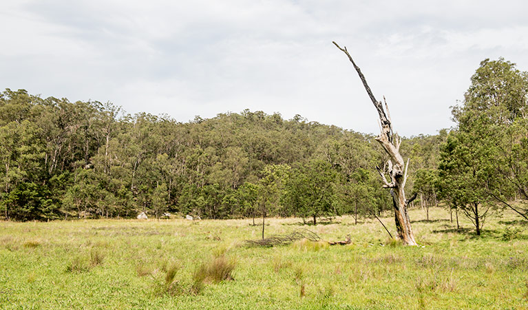 Mountain Arm campground, Yengo National Park. Photo: John Spencer/DPIE