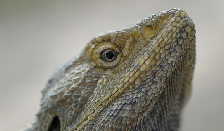 Bearded Dragon, Yengo National Park. Photo: Jeff Betteridge/NSW Government