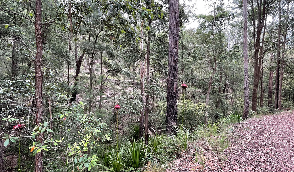 Shepherds Gully circuit in Yengo National Park. Photo credit: Sarah Brookes &copy; DPIE