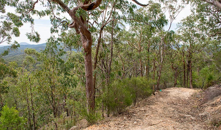 Yango walking track, Yengo National Park. Photo: John Spencer