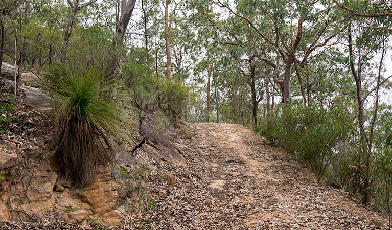 Yango walking track, Yengo National Park. Photo: John Spencer