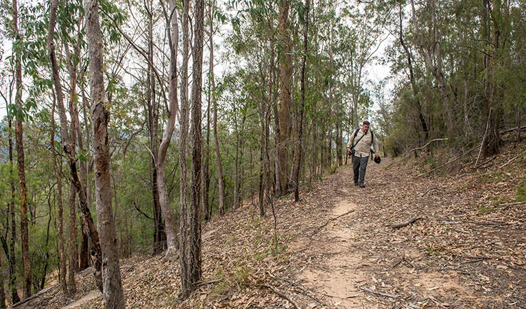 Yango walking track, Yengo National Park. Photo: John Spencer