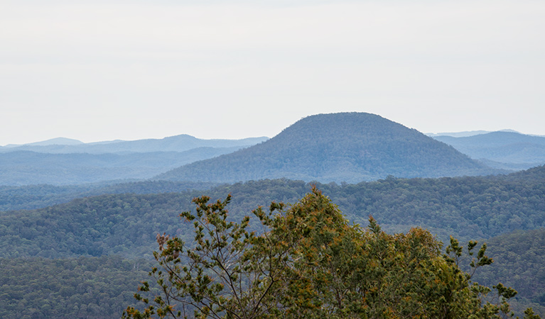 Yango walking track, Yengo National Park. Photo: John Spencer