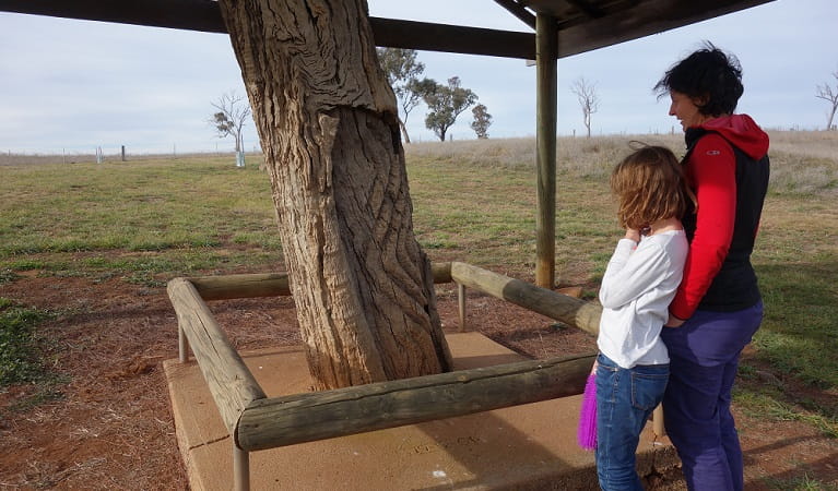 Photo of visitors looking at a scarred tree at Yuranigh's Aboriginal Grave Historic Site. Photo: Anthony Hutchings/OEH