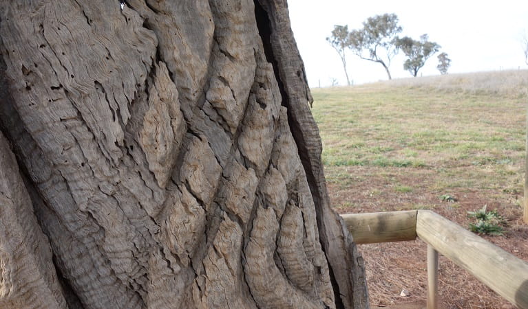 Photo of the trunk of a carved burial tree at Yuranighs Aboriginal Grave Historic Site. Photo: Anthony Hutchings/OEH