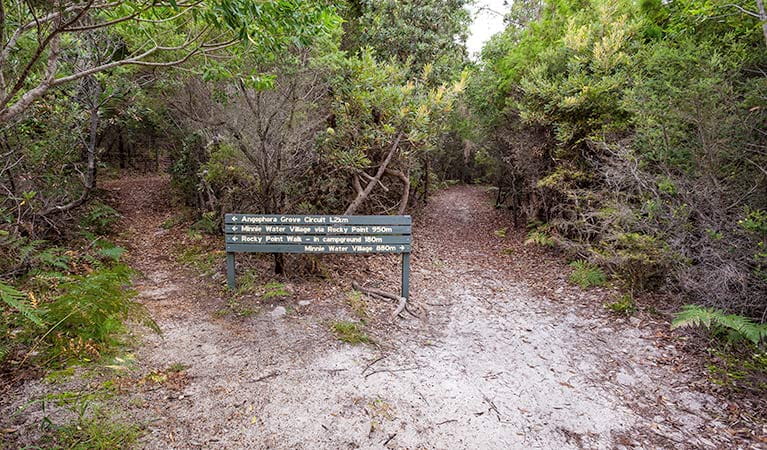 Angophora grove walking track, Yuraygir National Park. Photo: Rob Cleary &copy; OEH